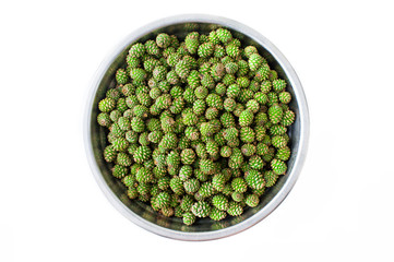 Young green pine cones in the cup top view