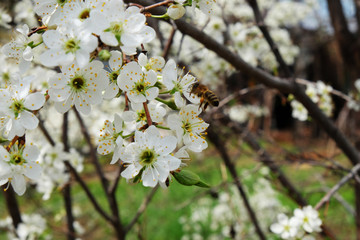 Obraz premium Bee on a flower of the white cherry blossoms