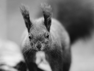 Ein schwarzes Eichhörnchen sitzt im Wald auf einem Baumstamm und sucht Futter