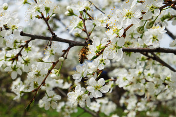 Bee on a flower of the white cherry blossoms