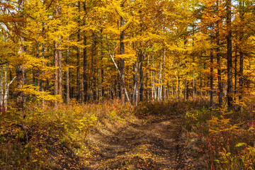 Fototapeta na wymiar Forest in autumn colors on the Kamchatka Peninsula, Russia.