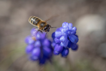Biene fliegt auf Traubenhyazinthe