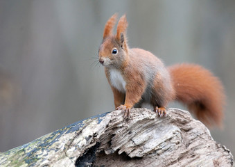 Naklejka na ściany i meble Ein rotes Eichhörnchen sitzt im Wald auf einem Baumstamm und sucht Futter