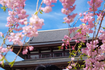 Pink sakura tree park in Tokyo city april winter