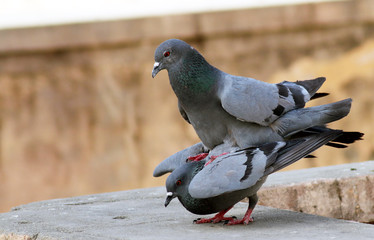 tow pigeon couple breeding on roof