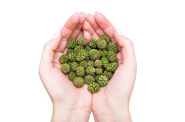 Naklejka na ściany i meble Female hands holding a handful of young green pine cones on a white background, top view
