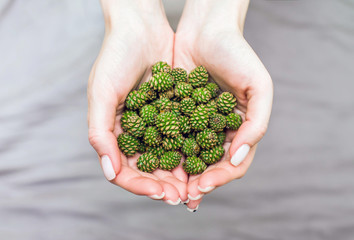 Naklejka na ściany i meble Female hands hold a handful of young green pine cones, top view