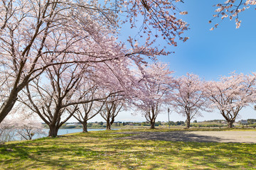 Fototapeta premium 長沼フートピア公園の満開の桜並木