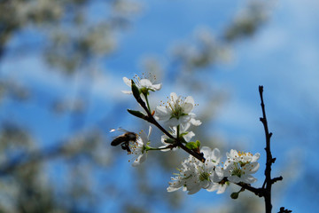 Bee on a flower of the white cherry blossoms