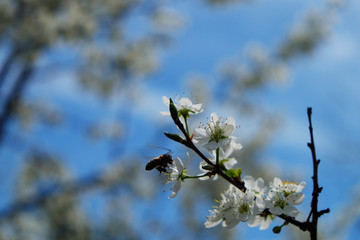 Bee on a flower of the white cherry blossoms