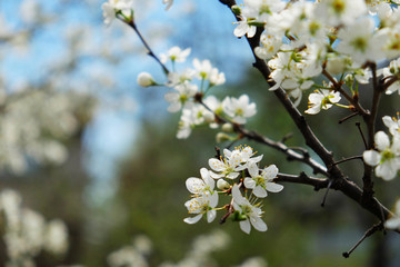 sakura blossom flower with huge garden on the background