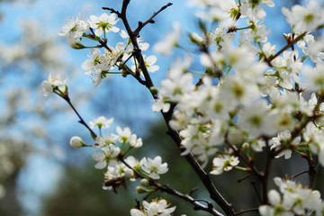 Beautiful cherry blossom sakura in spring time over blue sky.