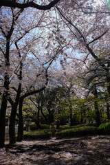 Fototapeta premium Pink sakura tree park in Tokyo city april winter