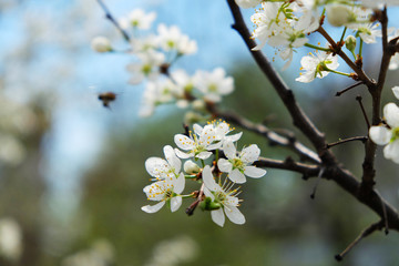Beautiful cherry blossom sakura in spring time over blue sky.