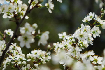 sakura blossom flower with huge garden on the background
