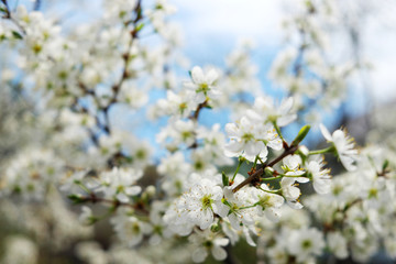 sakura blossom flower with huge garden on the background