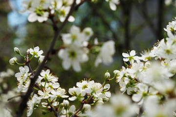 sakura blossom flower with huge garden on the background