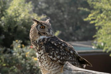 A Cape Eagle Owl on a perch in a garden.
