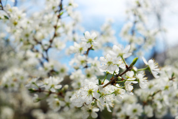 sakura blossom flower with huge garden on the background