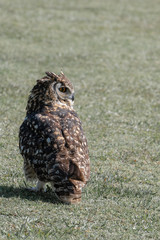 A Cape Eagle Owl walking on a lawn.