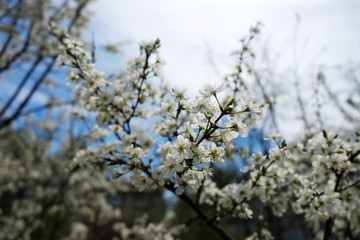Beautiful cherry blossom sakura in spring time over blue sky.