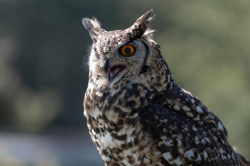 A Cape Eagle Owl with beak open.