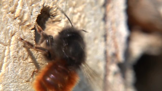 Wildbienen (Mauerbienen) am Bienenhotel