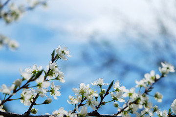 sakura blossom flower with huge garden on the background