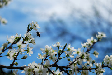 Bee on a flower of the white cherry blossoms