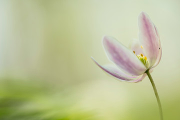 Fototapeta premium Wild or wood anemone - Anemone Nemorosa