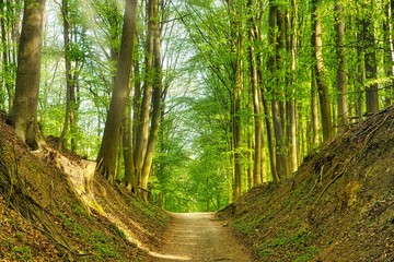 Sun Rays Path in the Forest Green Tress 