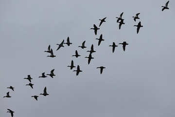 A flock of ducks flying against a gray sky background ...
