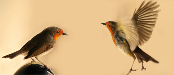 A pair of robins on  blurred a yellow background. One of them takes off ...