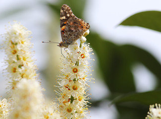 Beautiful butterfly on a flowering branch on a blurred background ...