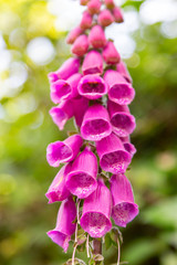 closeup purple flowers of digitalis in sunday.