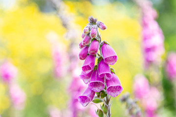 closeup purple flowers of digitalis in sunday.