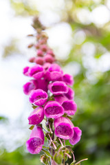 closeup purple flowers of digitalis in sunday.