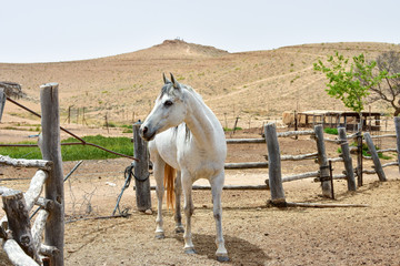 Fototapeta premium White horse in the desert. Farm animals. Summer day.
