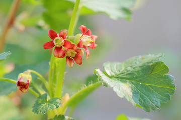 branch with red berries