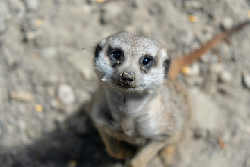 Nahaufnahme vom Gesicht eines Erdmännchens, Blick in die Kamera