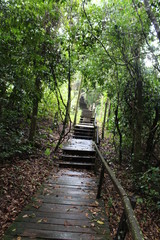 Wooden Steps in forest