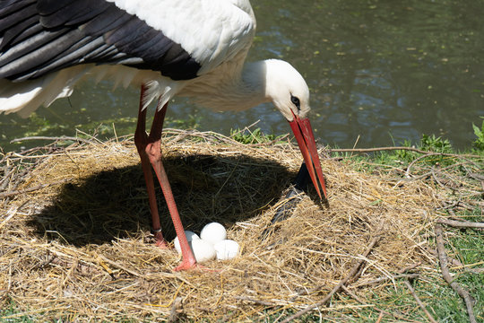 Klapperstorch Mutter (Adebar) beim beh&uuml;ten der eigenen Eier, Storcheneier im Nest
