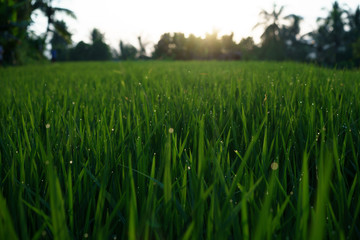 green grass and blue sky