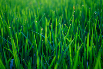 green grass with water drops