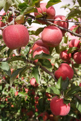 apple orchards 