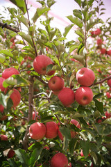 apple orchards 