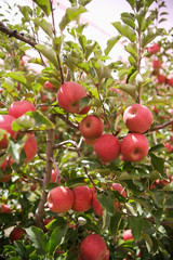 apple orchards 