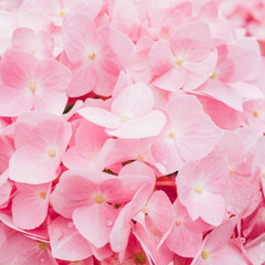 Delicate natural floral background in light pink pastel colors. Hydrangea flowers in nature close-up with soft focus.