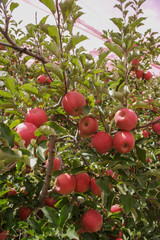apple orchards 