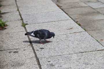 Pigeon de la baie de Yokohama Japon